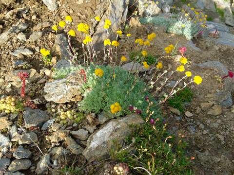 Image of Glacier Wormwood