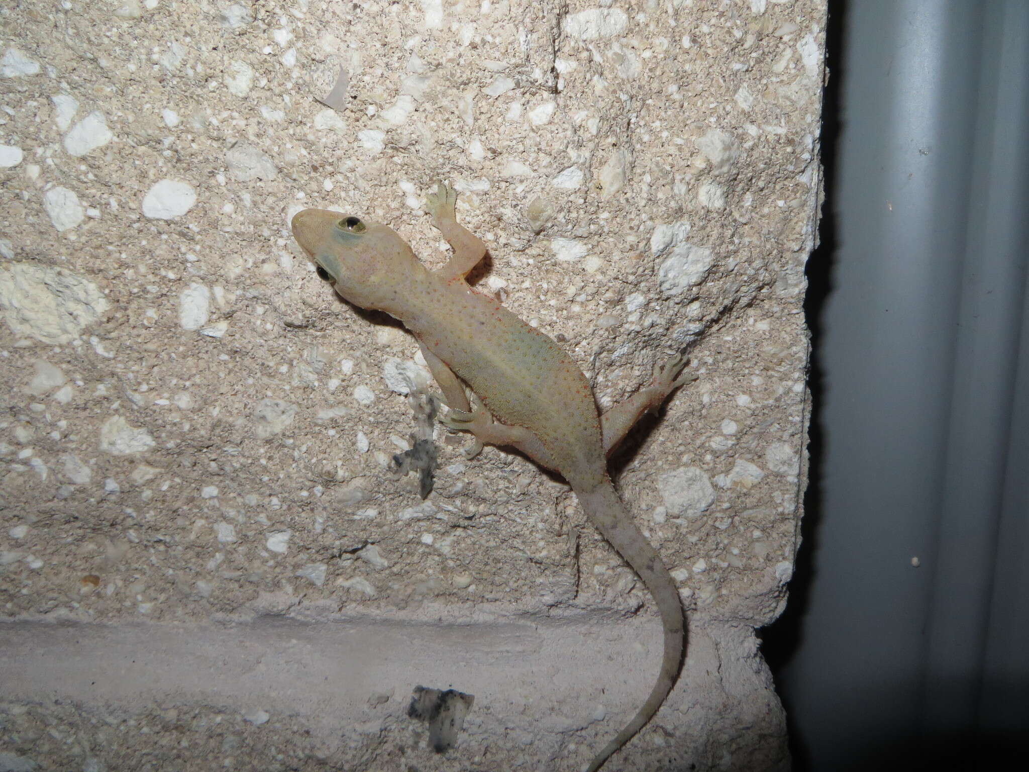 Image of Tropical house gecko