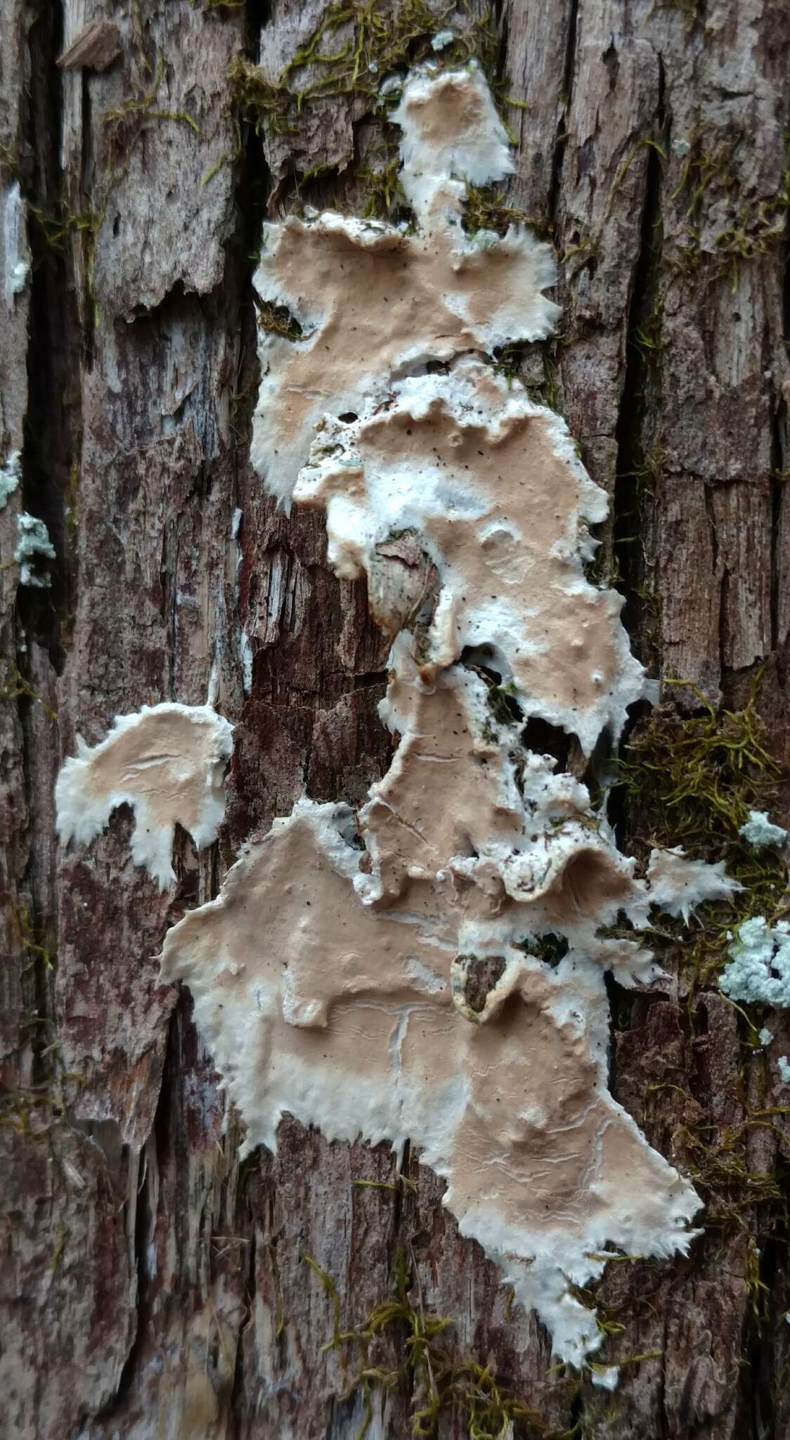 Sivun Phlyctibasidium polyporoideum (Berk. & M. A. Curtis) Jülich 1974 kuva