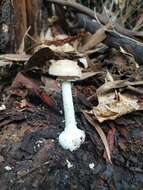 صورة Amanita australis G. Stev. 1962