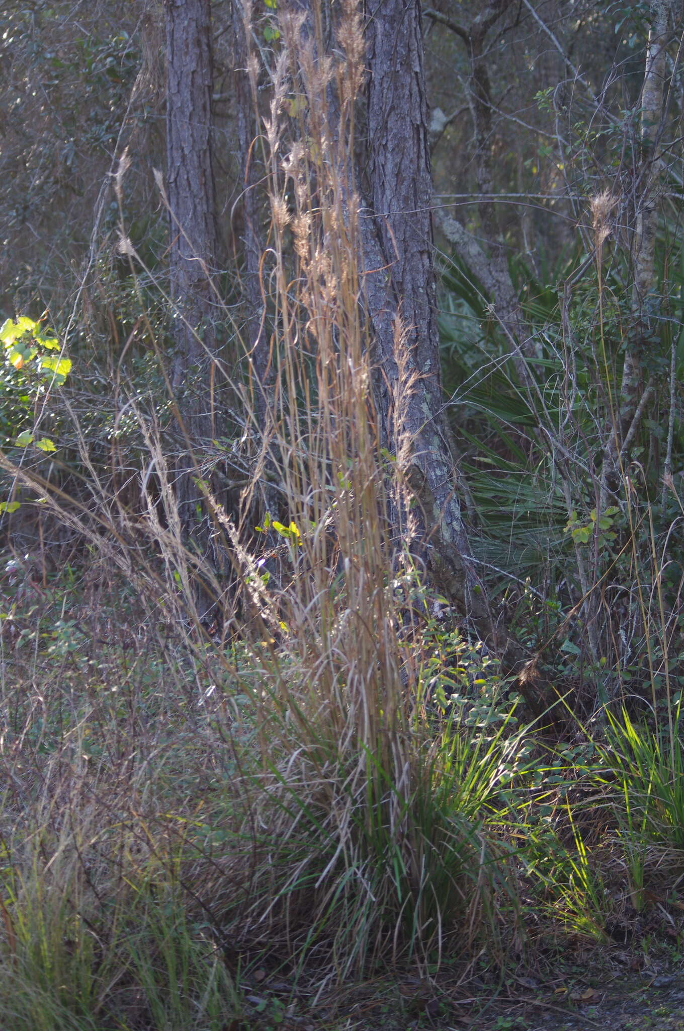 Imagem de Andropogon cretaceus