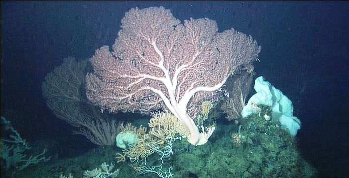 Image of Bubblegum coral