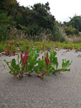 Image of Rumex maricola Remy