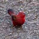 Image of Rock Firefinch