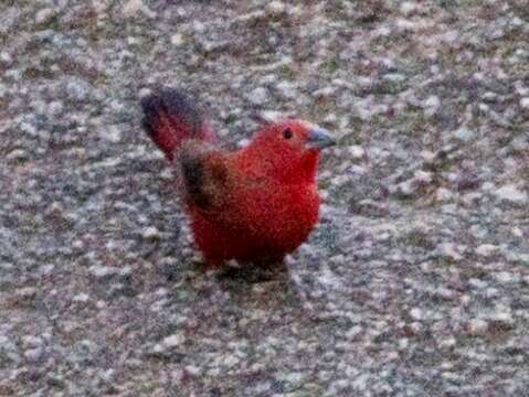 Image of Rock Firefinch