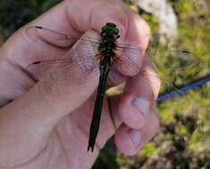 Image of Downy Emerald