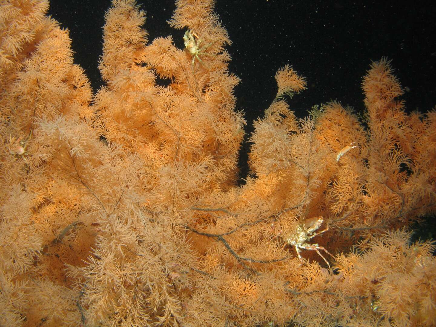 Image of Christmas tree coral