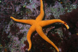 Image of Blood star