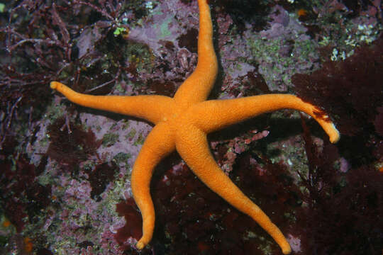 Henricia sanguinolenta (O. F. Müller 1776) resmi