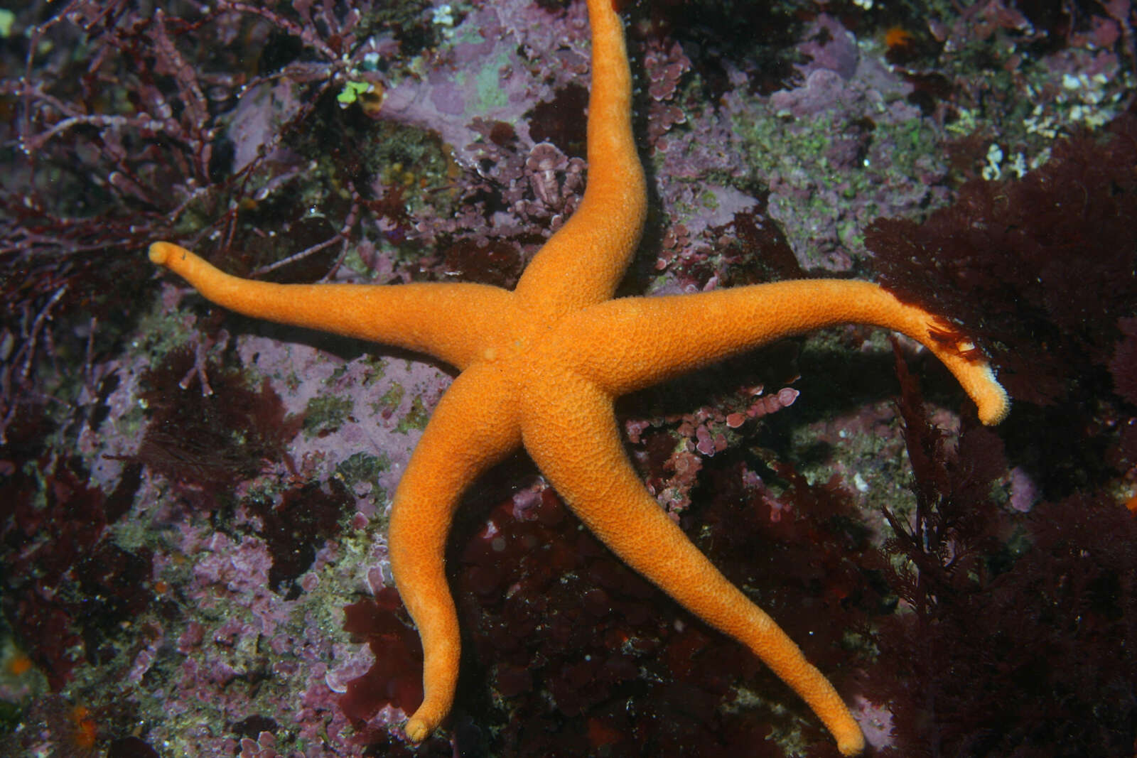 Henricia sanguinolenta (O. F. Müller 1776) resmi