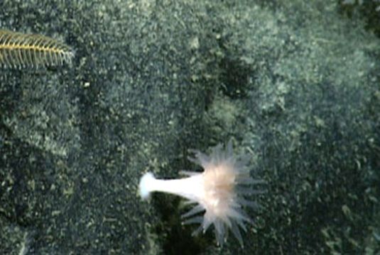 Image of Flabellidae