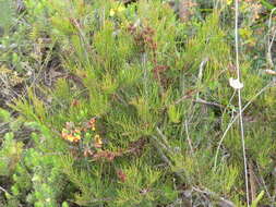 Image of Allocasuarina misera L. A. S. Johnson