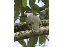 Image of red-eared fruit dove