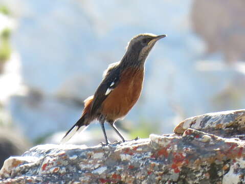 Image of Cape Rock-jumper