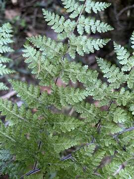 Image of Cheilanthes bergiana Schltdl.