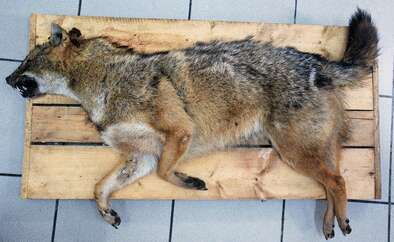 Image of European jackal