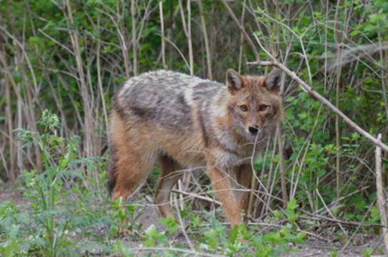 Image of European jackal