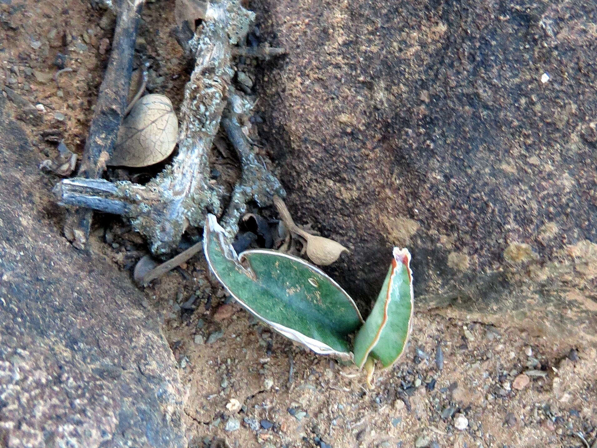 Image de Sansevieria aethiopica Thunb.