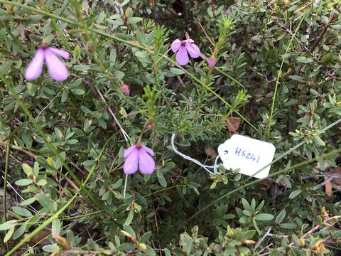 Image of Tetratheca ericifolia Sm.