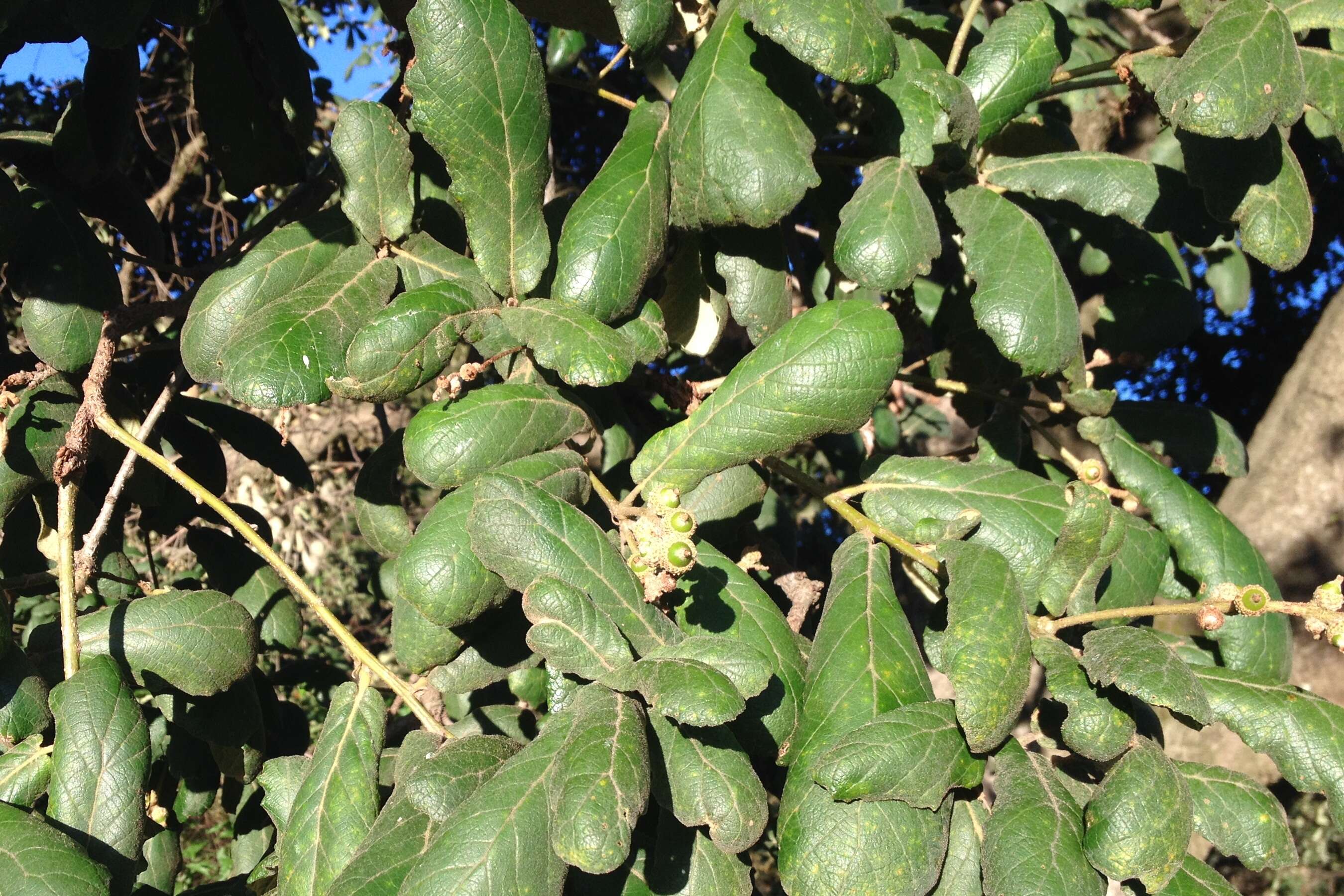 Image of netleaf oak