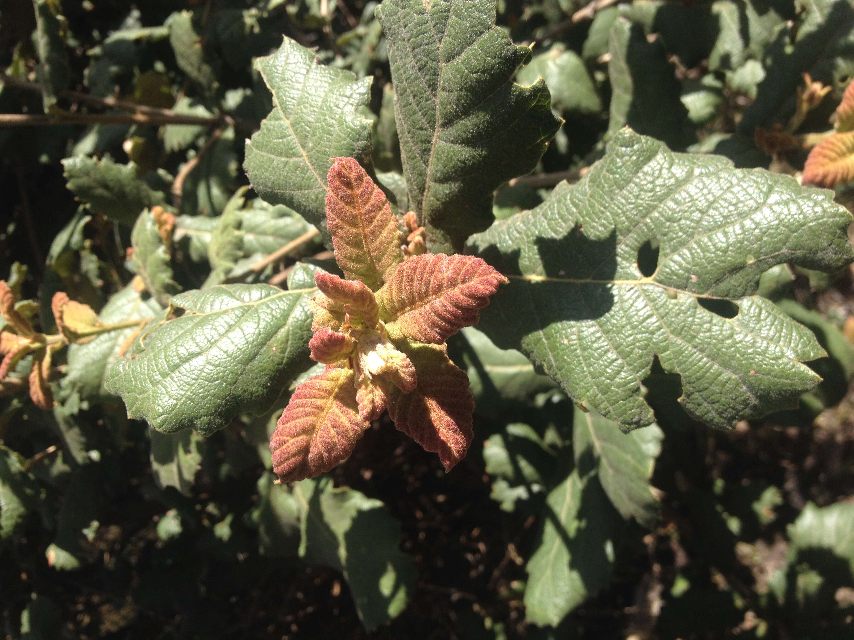 Image of netleaf oak