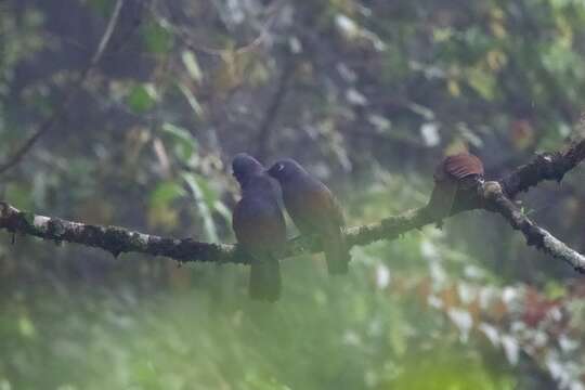 صورة Garrulax palliatus (Bonaparte 1850)