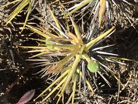 Euphorbia loricata Lam. resmi