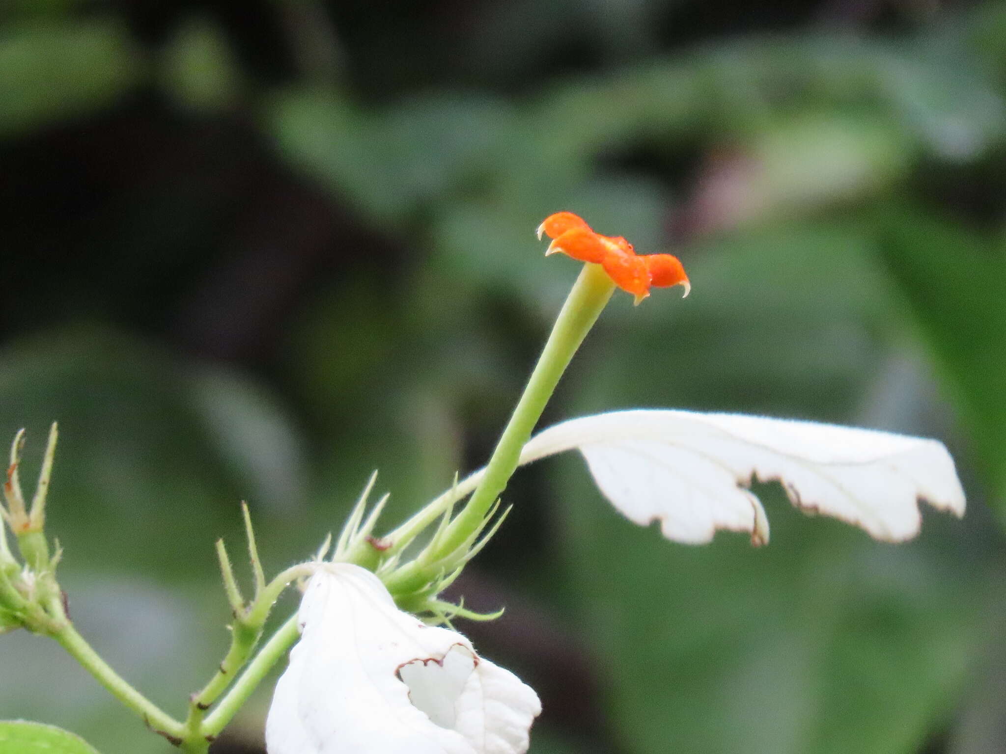 Image of White flag bush