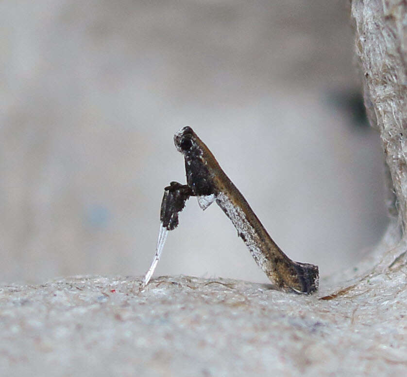 Image of Caloptilia ovatiella Opler 1969