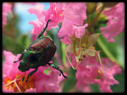 Image of May Beetles