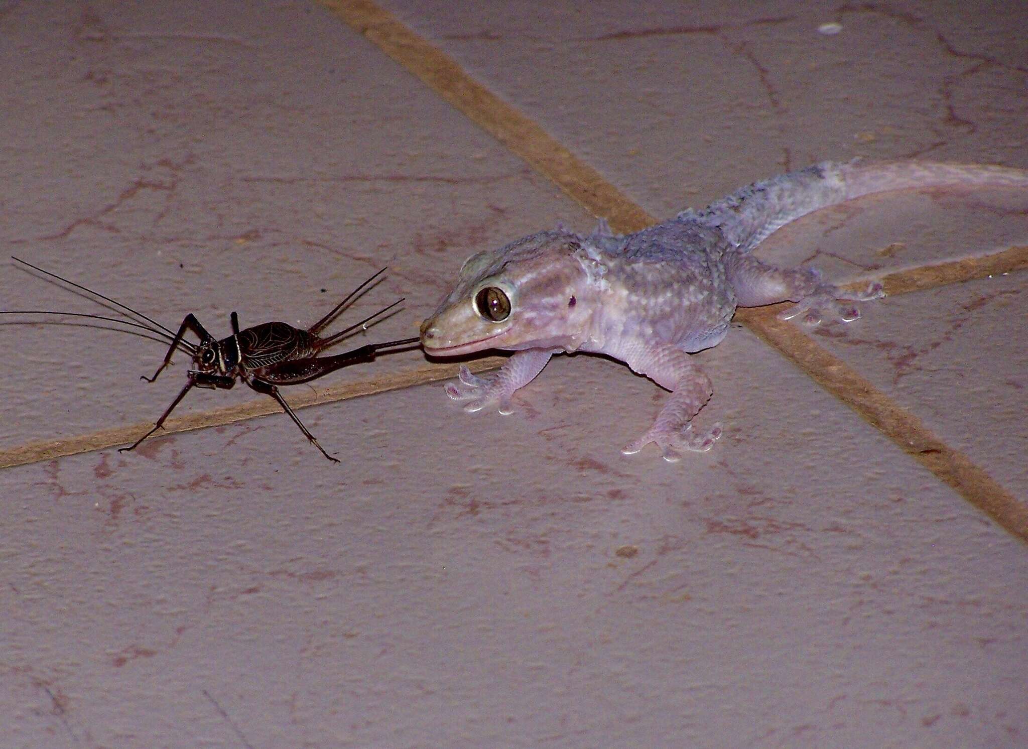 Image of American Wall Gecko