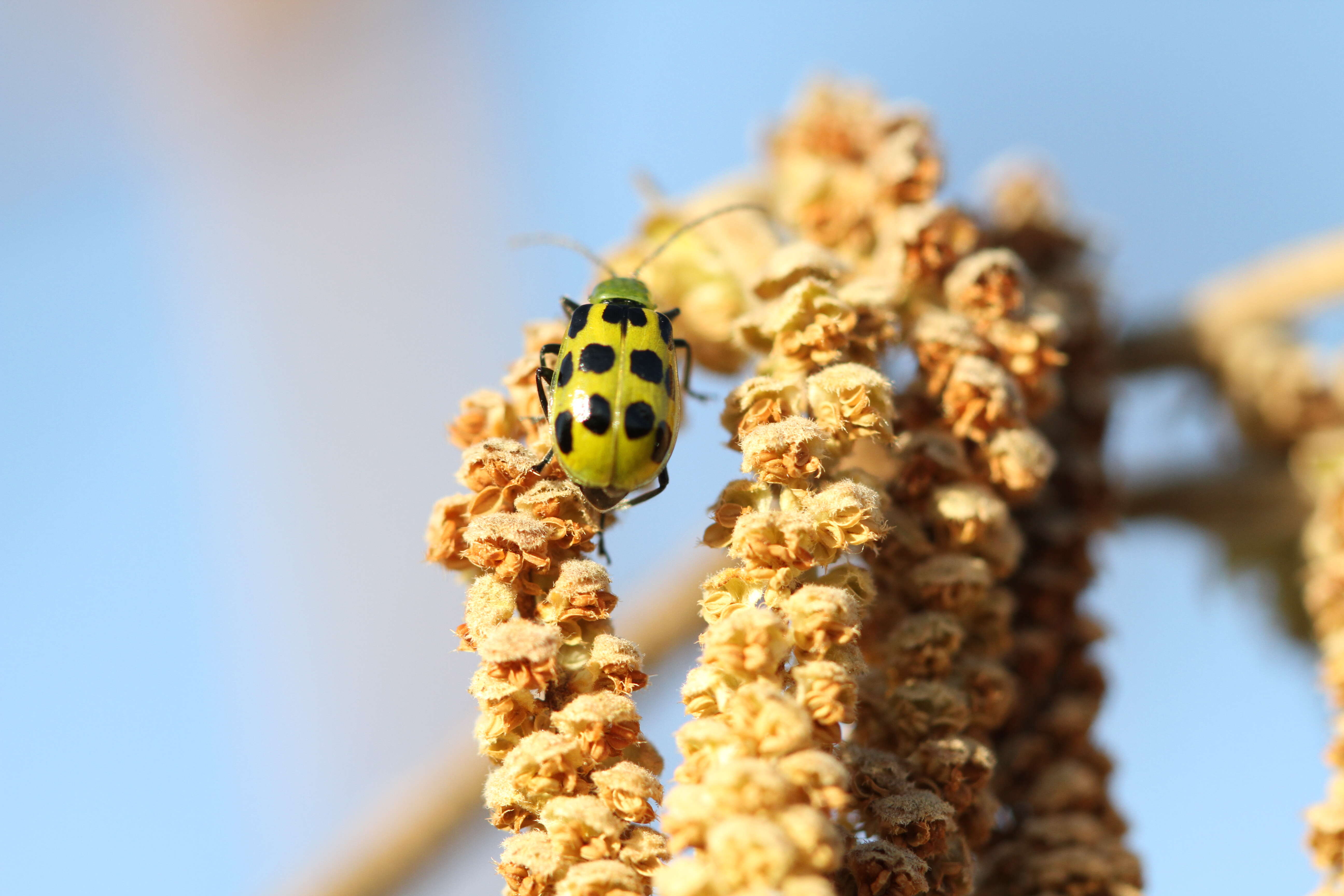 Image of Spotted Cucumber Beetle