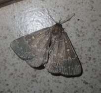 Calesia xanthognatha Hampson 1926 resmi