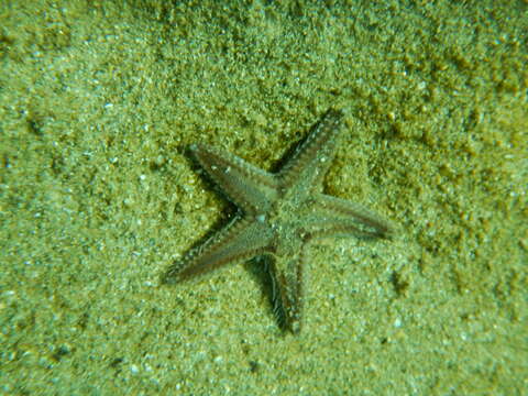 Image of Astropecten spinulosus (Philippi 1837)