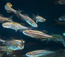 Image de Danio