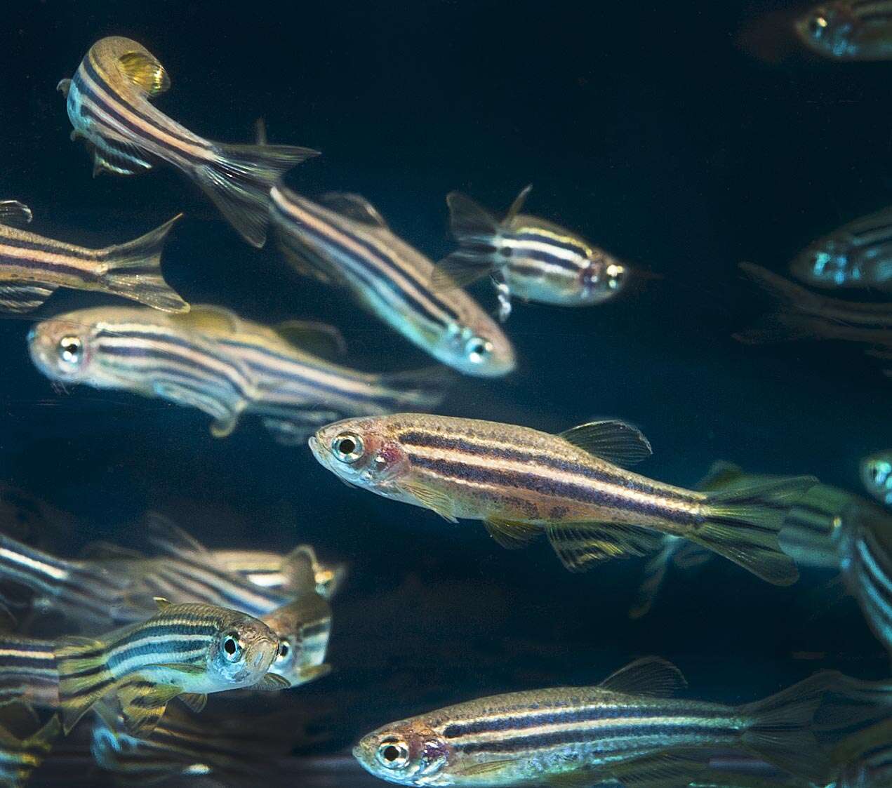 Image de Danio