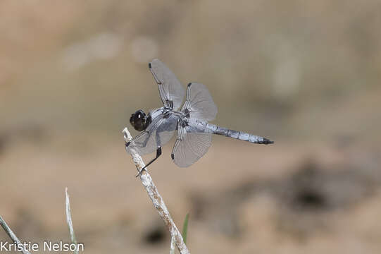 Image of Hoary Skimmer