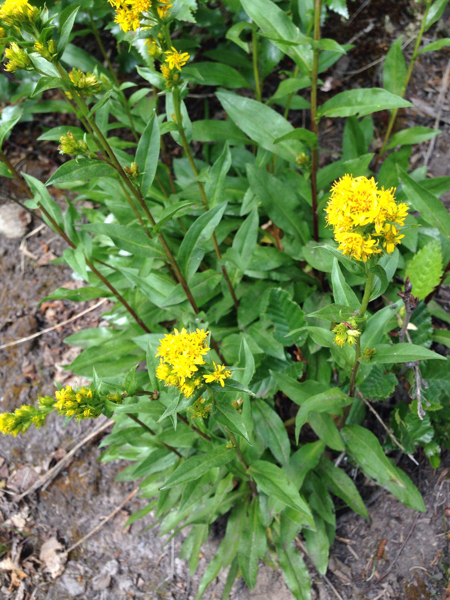 Image of Rocky Mountain goldenrod