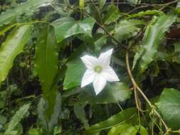 Image of ivy gourd