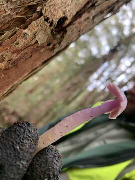 Image of Porpolomopsis lewelliniae (Kalchbr.) Lodge, Padamsee & S. A. Cantrell 2013