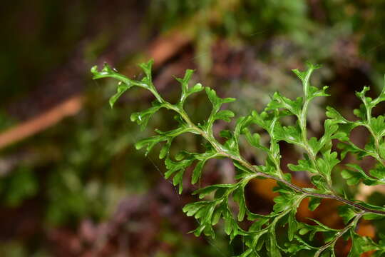 Hymenophyllum deplanchei Mett. ex Kuhn resmi