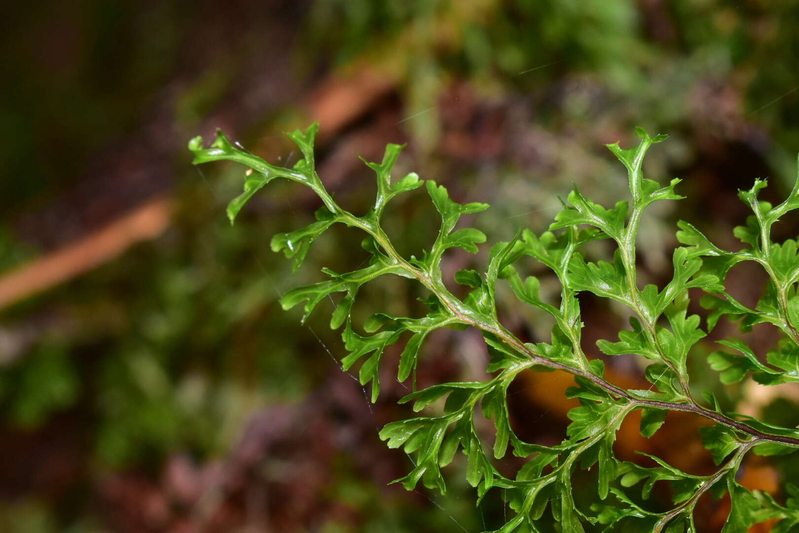 Image de Hymenophyllum deplanchei Mett. ex Kuhn