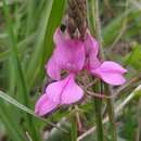 Image of Indigofera guaranitica Hassl.