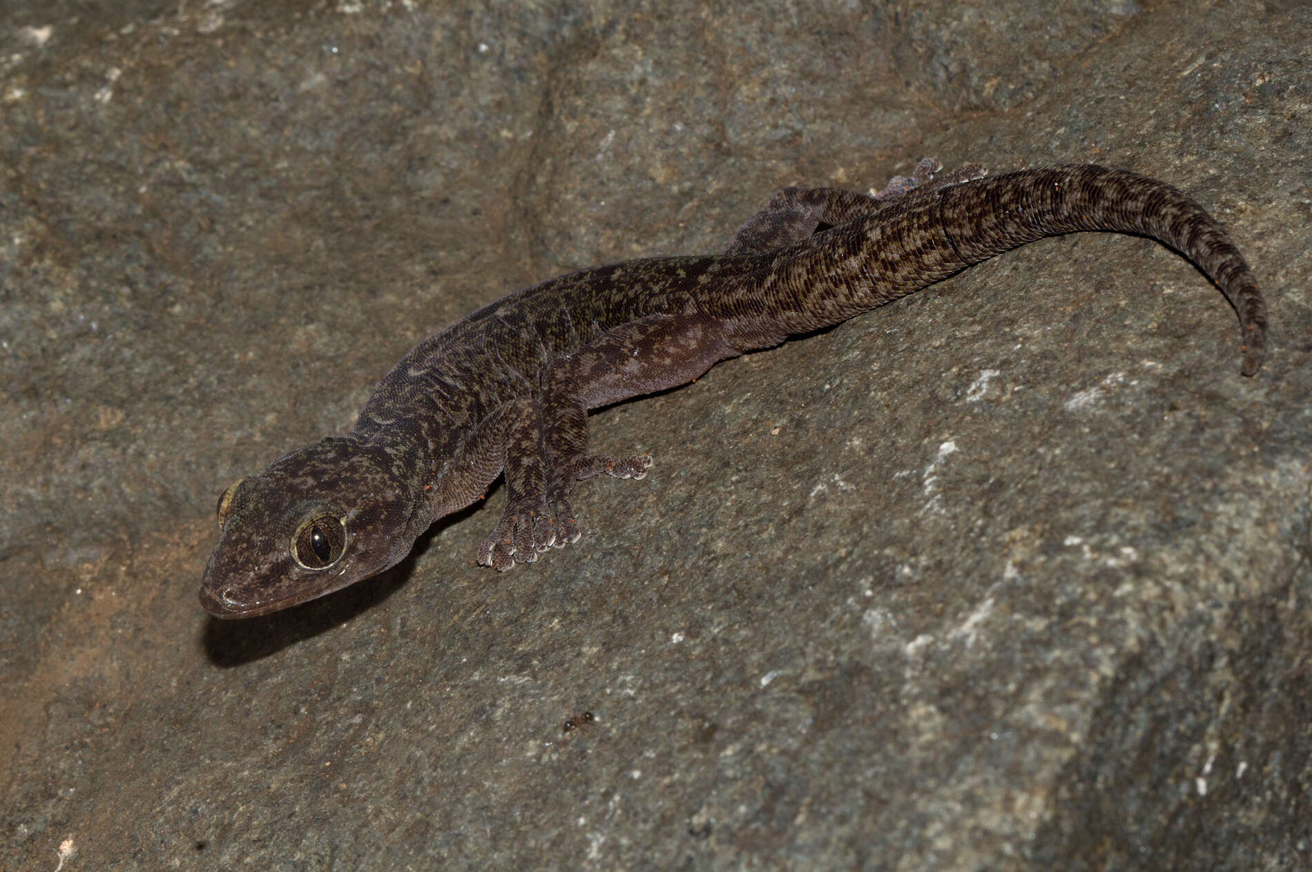 Image de Afroedura gorongosa Branch, Guyton, Schmitz, Barej, Naskrecki, Farooq, Verburgt & Rödel 2017