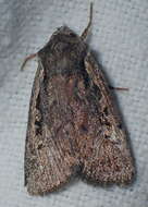 Image of heath rustic