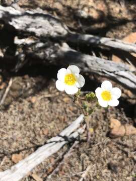 Image of shortlobe phacelia