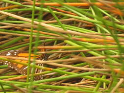 Image de Danaus (Anosia) melanippus subsp. hegesippus Cramer 1777