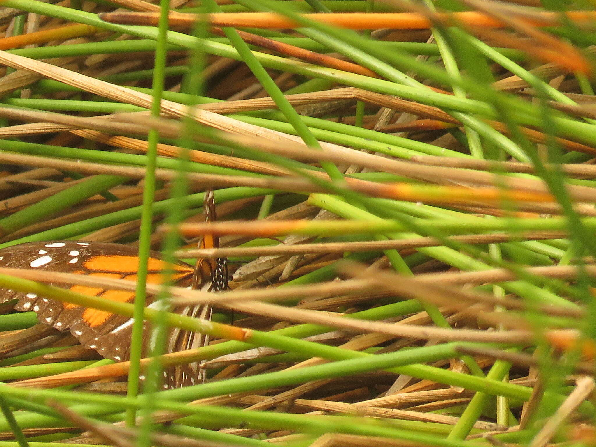 Image de Danaus (Anosia) melanippus subsp. hegesippus Cramer 1777