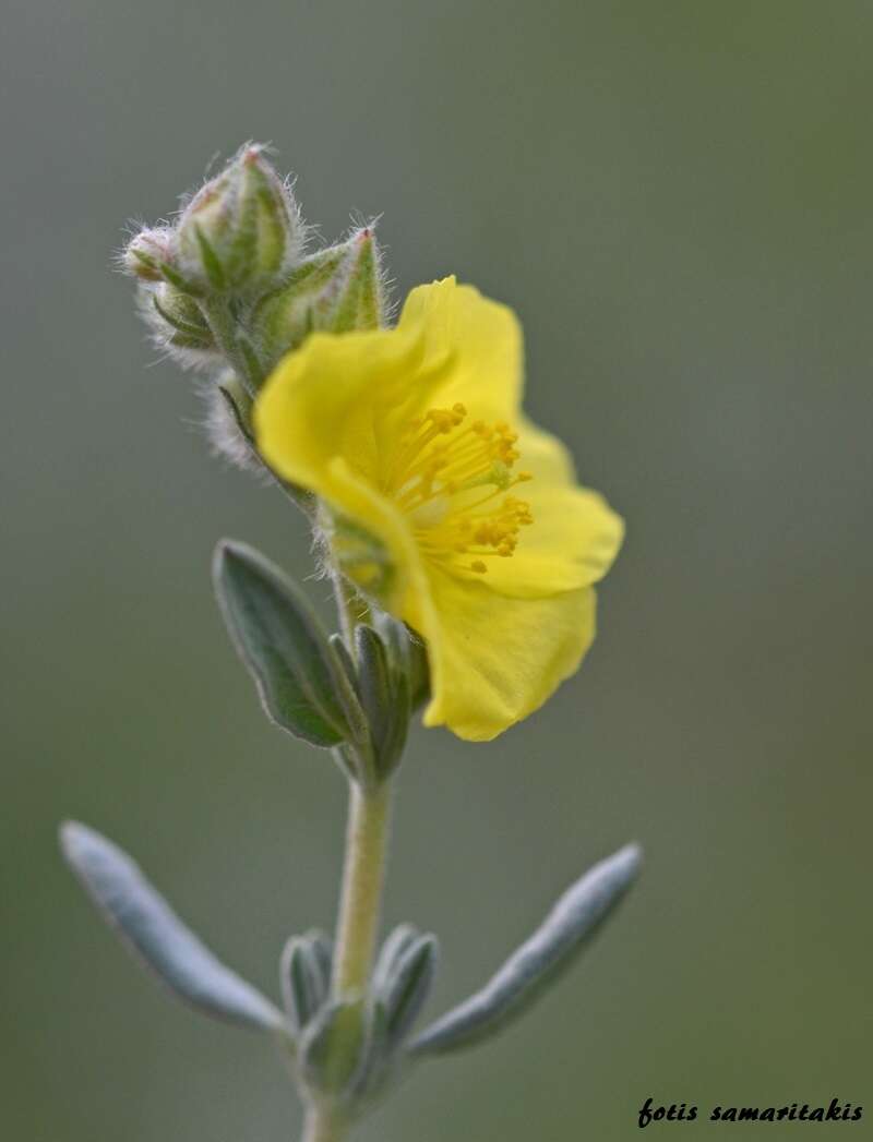 Image of Helianthemum stipulatum (Forsk.) C. Chr.