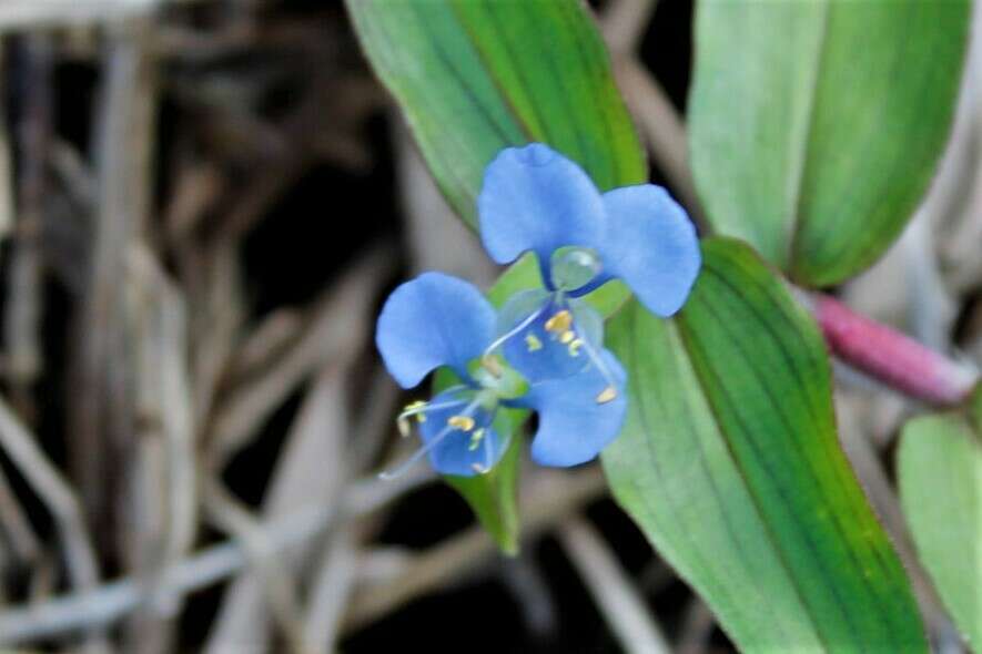 Image of Commelina eckloniana Kunth